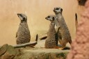 Thumbs/tn_IMG_4378.jpg